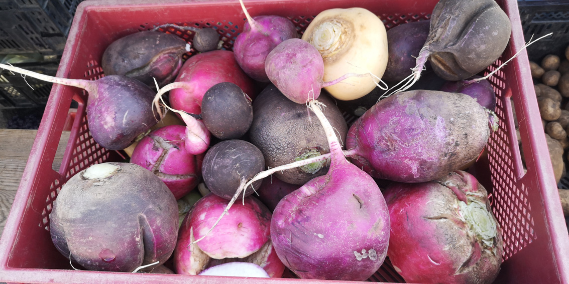 Rübenvielfalt auf dem Markt im Herbst, alles bio, Bild (c) Mischa Reska - kekinwien.at